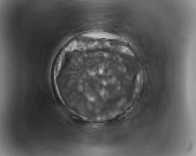 X0000088080147200706081736