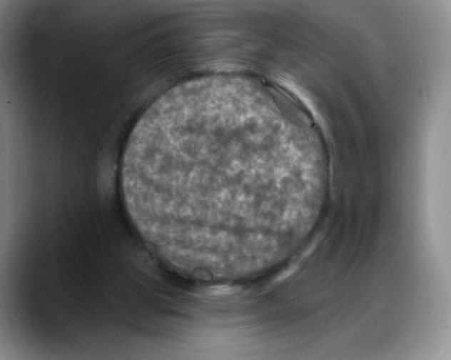 X0000088080153200706081736