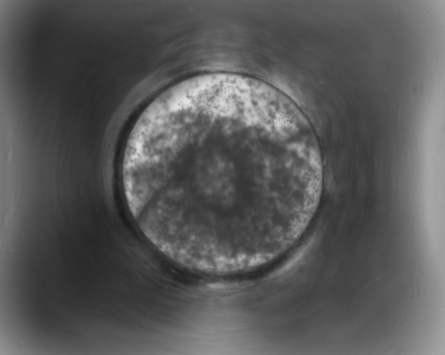 X0000088080199200706081736