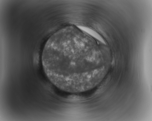 X0000088080211200706081736