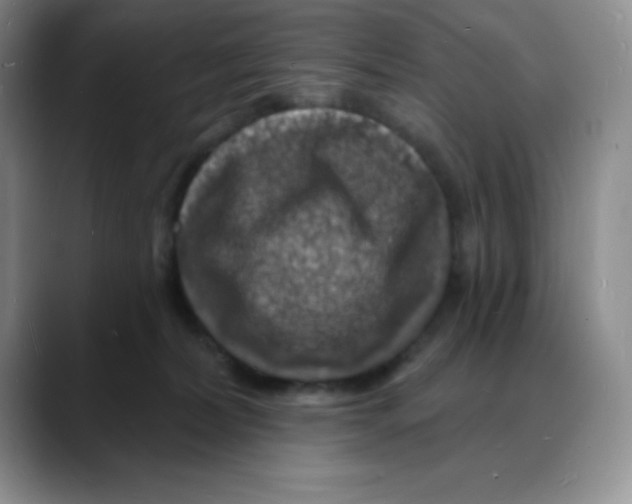 X0000088080228200706081736