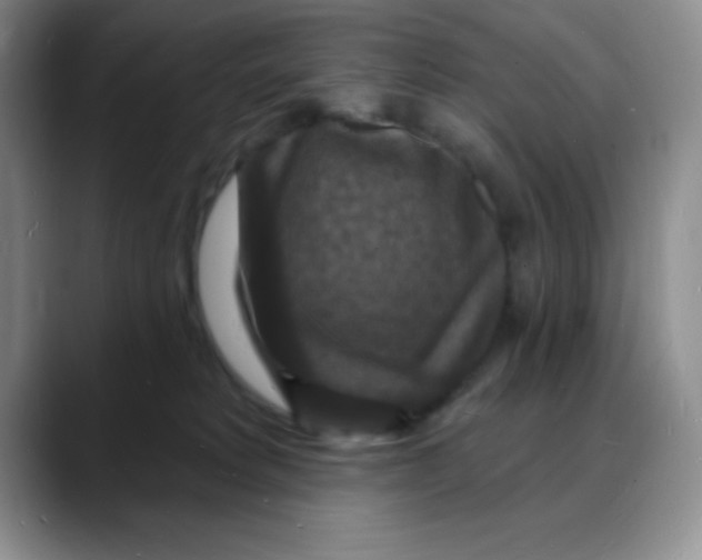 X0000088080229200706081736