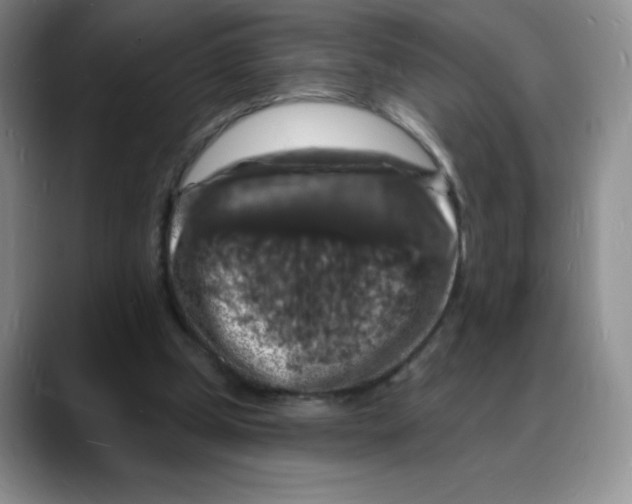 X0000088080249200706081735