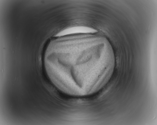 X0000088080254200706081735