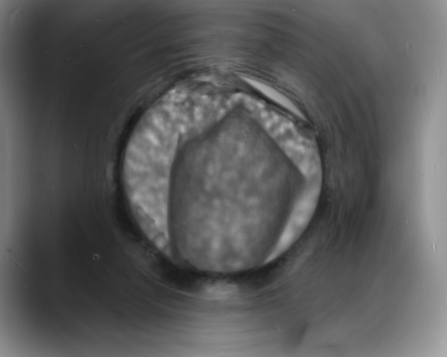 X0000088080258200706081735