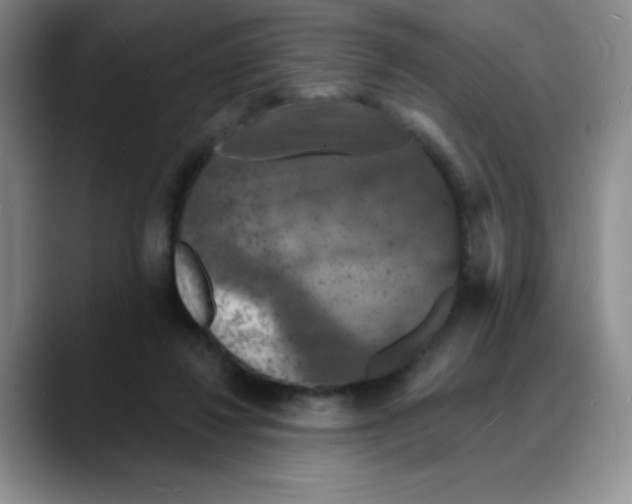 X0000088080260200706081735