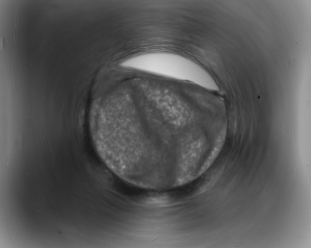 X0000088080263200706081735