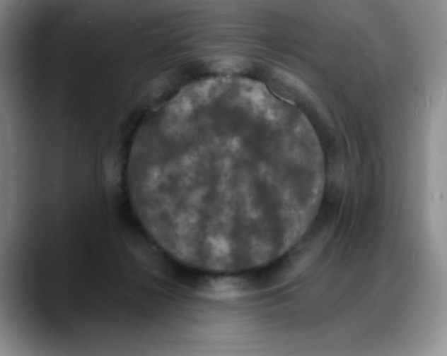 X0000088080268200706081735