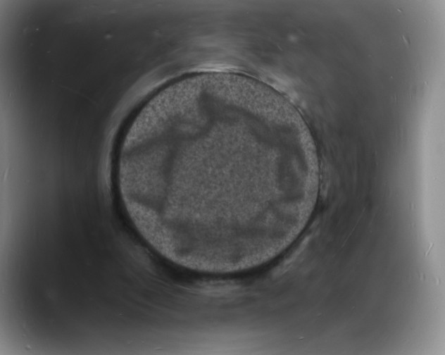 X0000088080296200706081735