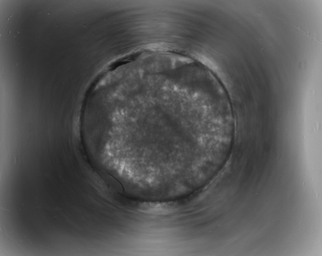 X0000088080297200706081735