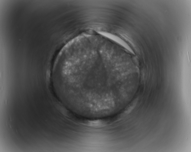 X0000088080309200706081735