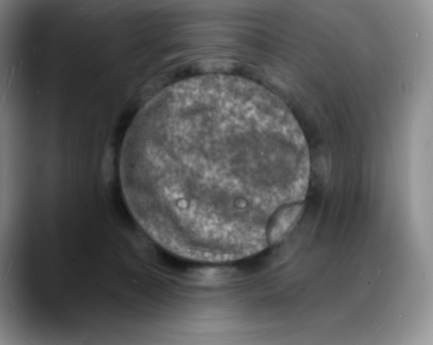 X0000088080323200706081735