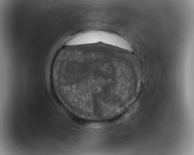 X0000088080341200706081734