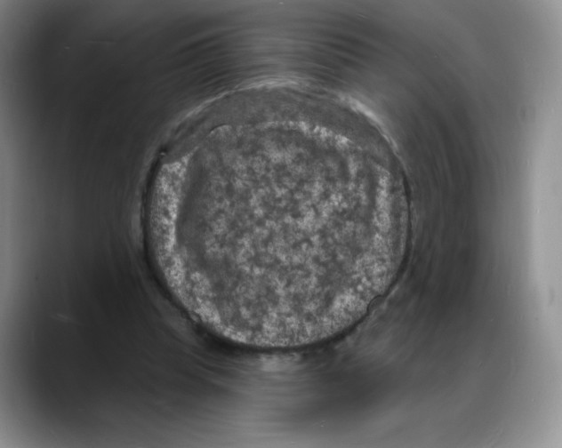 X0000088080345200706081734