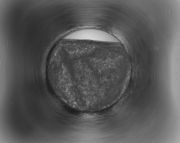 X0000088080346200706081734