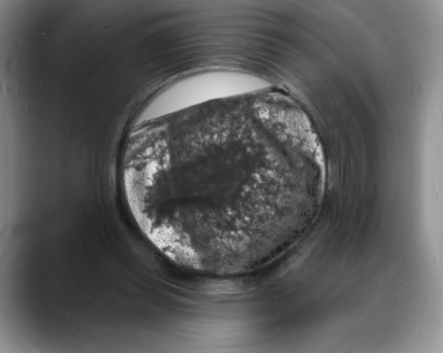 X0000088080349200706081734