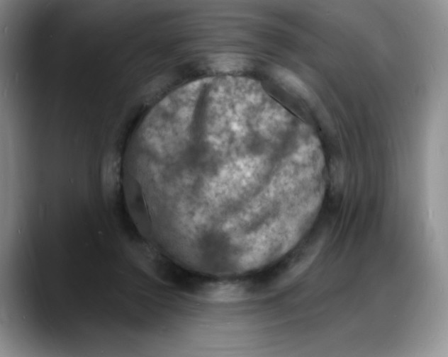 X0000088080356200706081734