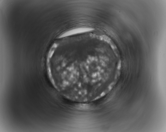X0000088080361200706081734