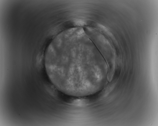 X0000088080364200706081734