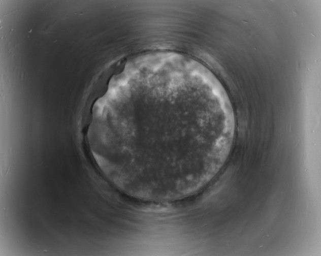 X0000088080386200706081734