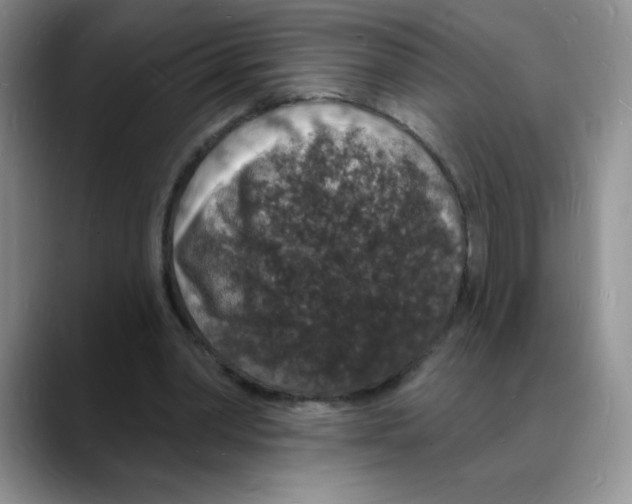 X0000088080390200706081734