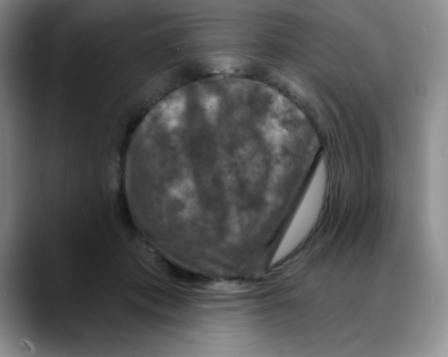 X0000088080413200706081733