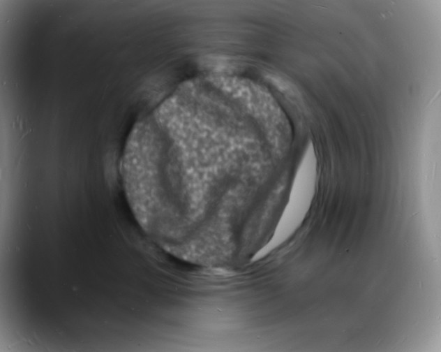 X0000088080429200706081733