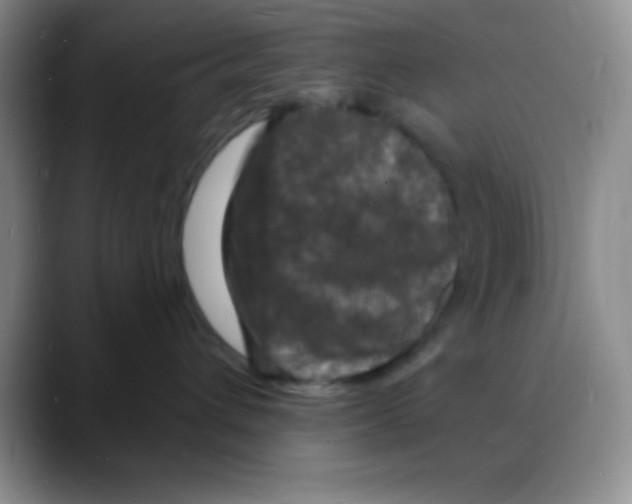 X0000088080432200706081733