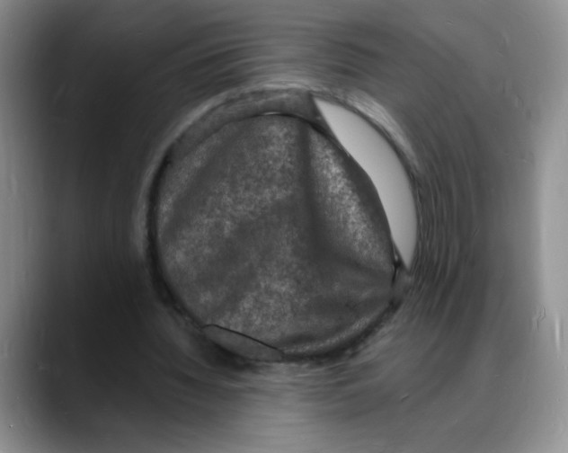 X0000088080436200706081733