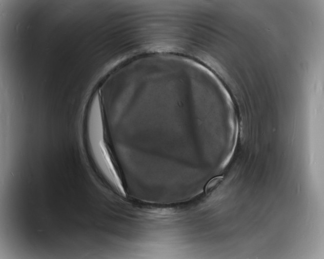 X0000088080438200706081733