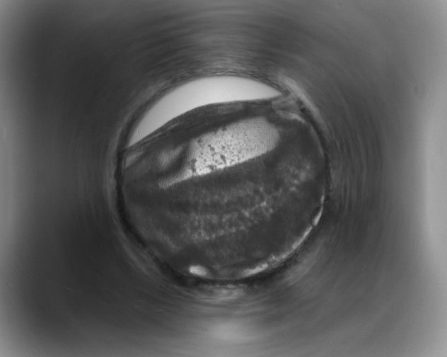 X0000088080443200706081733