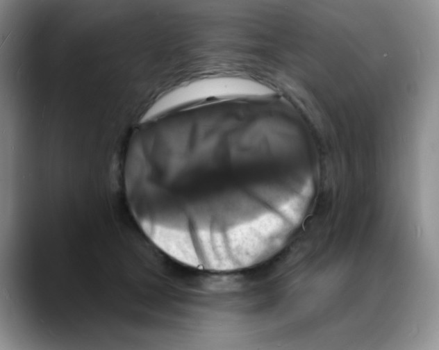 X0000088080465200706081733