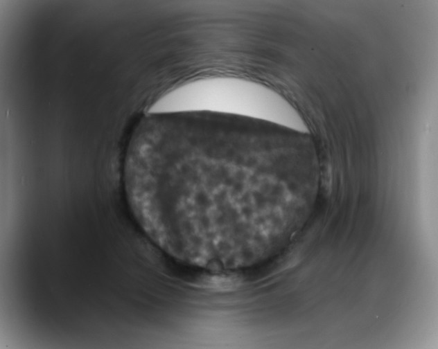X0000088080466200706081733