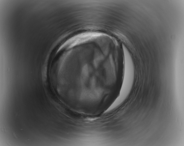 X0000088080484200706081732