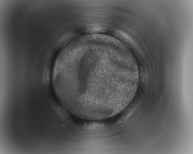 X0000088080546200706081731