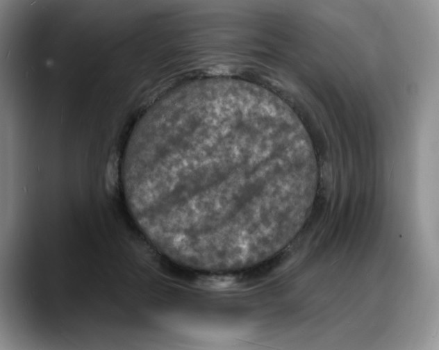 X0000088080554200706081732