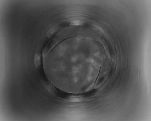 X0000088080556200706081732