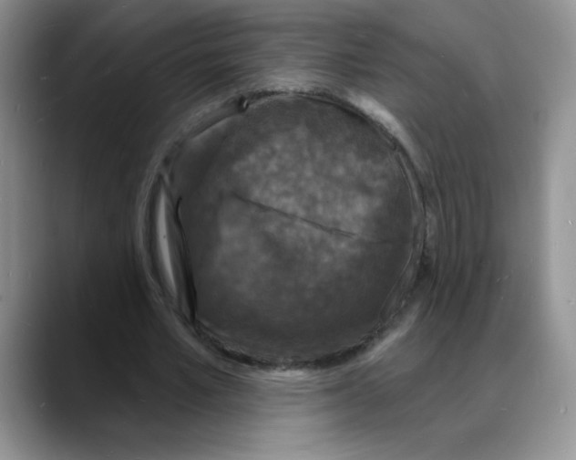 X0000088080581200706081731
