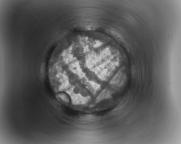 X0000088080594200706081731