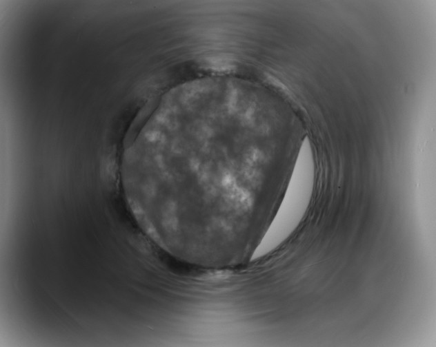 X0000088080609200706081731