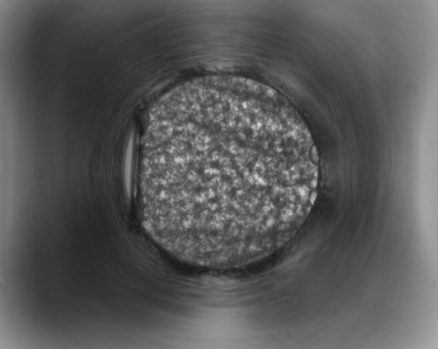 X0000088080648200706081730