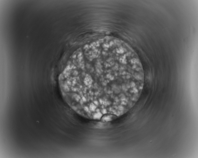 X0000088080663200706081731
