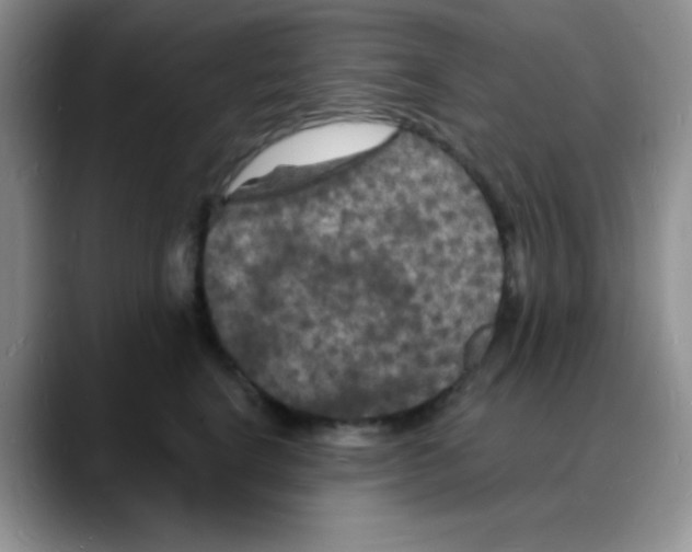 X0000088080664200706081731