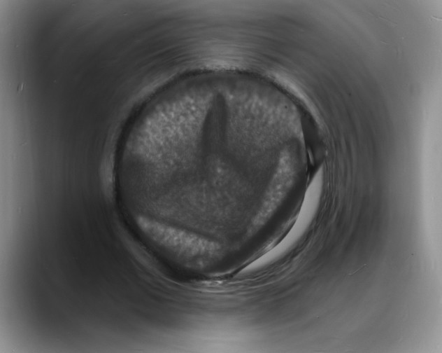 X0000088080677200706081730