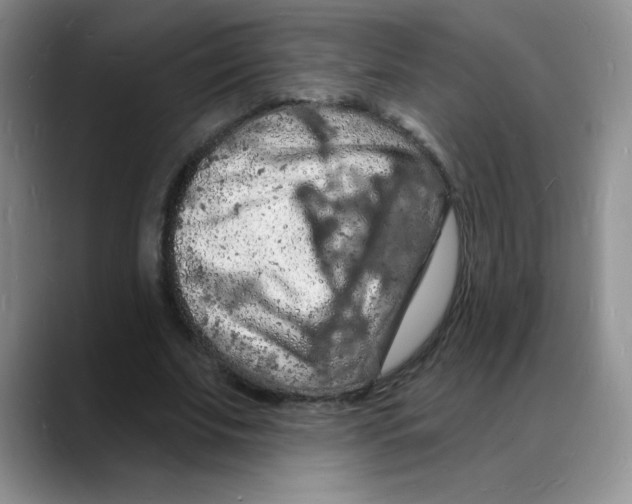 X0000088080679200706081730