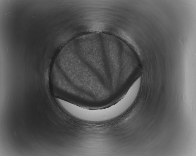 X0000088080681200706081730