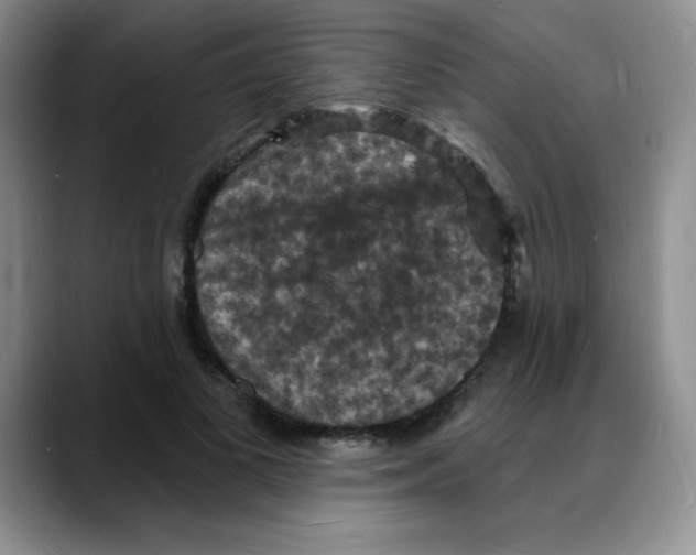 X0000088080693200706081730