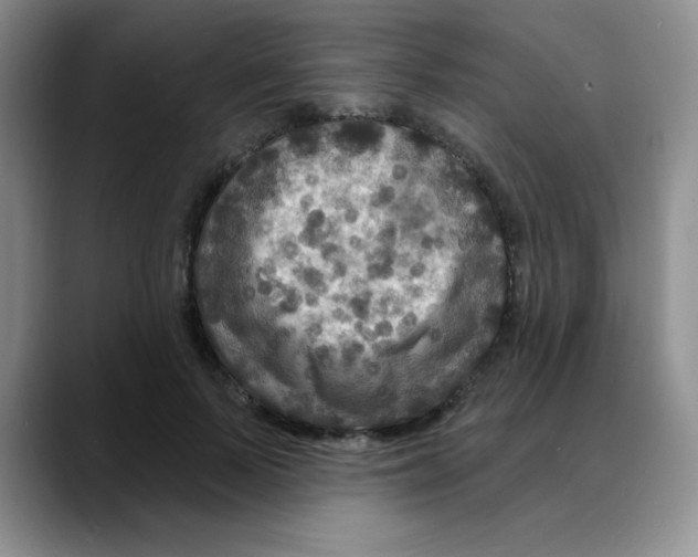 X0000088080695200706081730