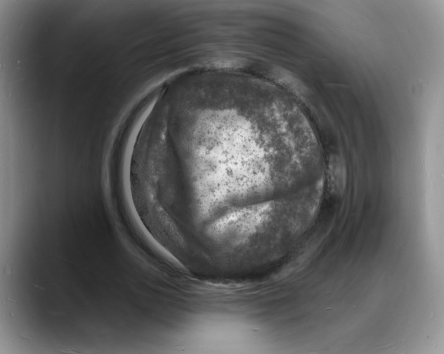 X0000088080726200706081729