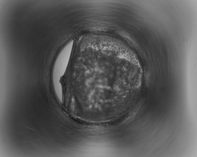 X0000088080729200706081729